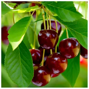 'Early Rivers' Cherry Tree 4-5ft ,Ready to Fruit,Large Dark Juicy Cherries 3FATPIGS