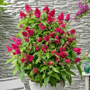 Buddleia Butterfly Candy Little Ruby - Compact Size, Red Flowers, Attracts Butterflies (15-30cm Height Including Pot)