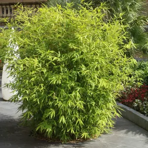 Fargesia rufa (Fountain Bamboo) in a 5L Pot - Bamboo Plants for Gardens