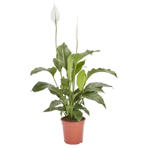 Verve Peace lily in Terracotta Plastic Grow pot 21cm