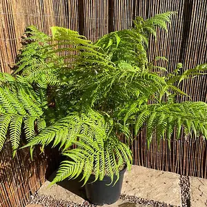 Australian Fern Tree - Dicksonia Antarctica - 10 Litre Pot x 1