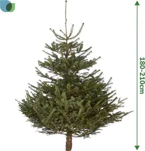 180-210cm 6ft Nordmann Fir Large Full Real Cut Christmas Tree