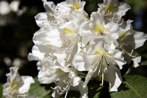 Direct Plants Rhododendron Cunningham White Evergreen Shrub Plant Extra Large in a 10 Litre Pot