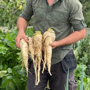 Parsnip Sabre F1 1 Seed Packet