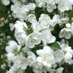 Philadelphus Mrs E L Robinson Garden Shrub - Fragrant White Flowers, Compact Size (10-30cm Height Including Pot)