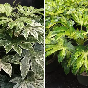 Fatsia Duo 9cm Potted Plant x 2