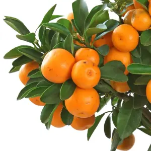 Citrus calamondin Orange Tree: Miniature Oranges, Fragrant Indoor Plant (30-60cm, 12cm Pot)