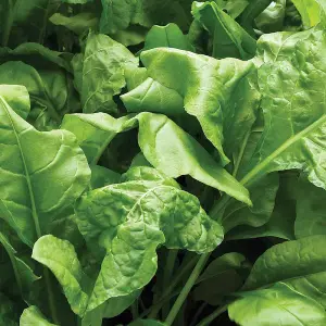 Spinach Perpetual 1 Seed Packet (120 Seeds)