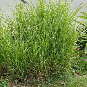 Miscanthus (Grass) Sinensis Zebrinus 4 Litre Potted Plant x 1