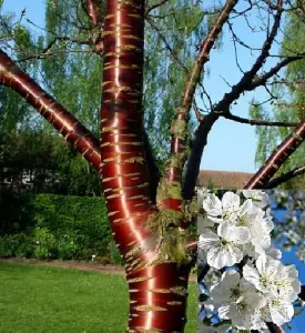 Direct Plants Prunus Tibetica Birch Bark Flowering Cherry Tree 6ft Supplied in a 7.5 Litre Pot