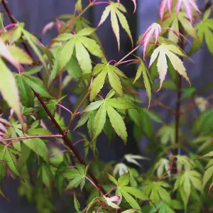 Acer Katsura - Beautiful Japanese Maple Tree for Breathtaking UK Gardens - Outdoor Plant (30-40cm Height Including Pot)