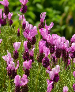 Lavandula stoechas Princess - 2L pot