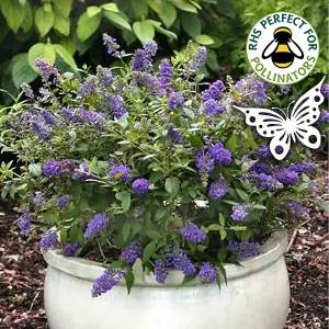 Buddleia Purple Emperor - Outdoor Flowering Shrub, Ideal for UK Gardens, Compact Size (15-30cm Height Including Pot)