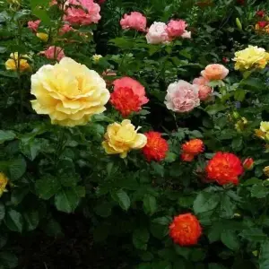 Rose Bush Trio in 2L Pot - 3 Growing Rose Bushes in One Pot