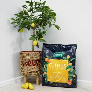 Westland Citrus Peat-free Compost 10L