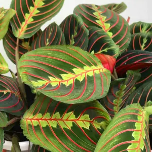 Maranta Fascinator Tricolour - Vibrant Indoor Plant, Evergreen & Air Purifying, Perfect for Indoors (20-30cm Height Including Pot)