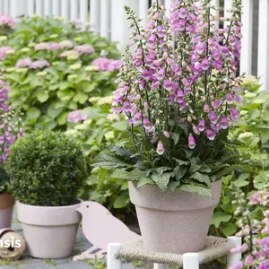 Digitalis Panther - Foxglove, Pink and White Flowers, Sun or Part Shade, Compact Size (15-30cm Height Including Pot)