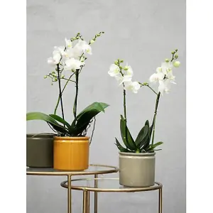 Ceramic Indoor Plant Pot - Light Green Matt - H12cm