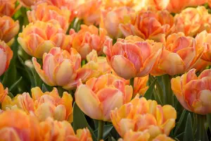 20 Tulip Bulbs Double Dancers Spring Bulbs 10/11 Pink Yellow Flowers