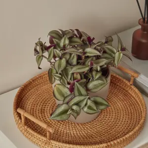 Verve Tradescantia in Terracotta Plastic Grow pot 12cm