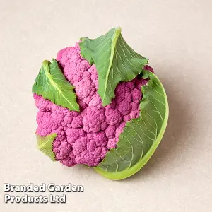 Cauliflower DePurple F1 1 Packet (10 Seeds)