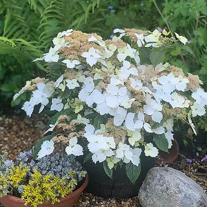 Hydrangea Cloud Nine 9cm Potted Plant x 2