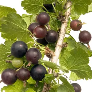 Jostaberry Fruit Bush Ribes Fruiting Berry Shrub Plant 3L Pot