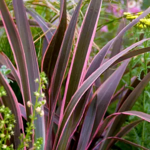 Phormium Pink Stripe Garden Plant - Striking Pink Striped Foliage, Compact Size (10-20cm Height Including Pot)