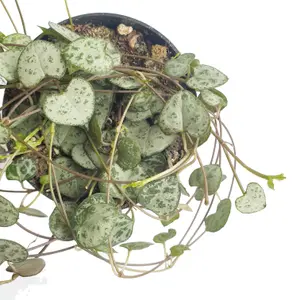 House Plant - String Of Hearts - Woodii - 8 cm Pot size - 10-20 cm Tall - Ceropegia Woodii - Indoor Plant