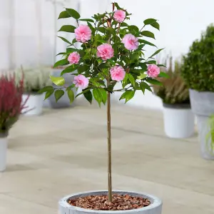 Camellia Spring Festival Patio Tree - Stunning Variety, Ideal for UK Gardens, Compact Size (2-3ft)