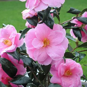 3 x Camellia Japonica Mix in 9cm Pots - Mixed Varieties