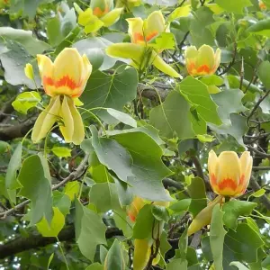 Liriodendron Tulipifera Tree - Tulip-Shaped Flowers, Vibrant Colour, Ornamental (5-6ft)