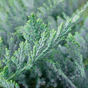 Juniperus Blue Chip - Blue-Green Foliage, Upright Columnar Evergreen Conifer Shrub (15-30cm Height Including Pot)