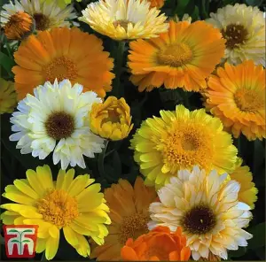 Calendula offinicialis Summer Sunset 1 Seed Packet (175 Seeds)