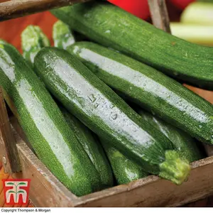 Courgette All Green Bush 1 Seed Packet (20 Seeds)