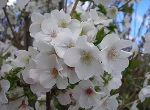 Prunus Snow Goose White Flowering Cherry Tree 4-5ft Tall