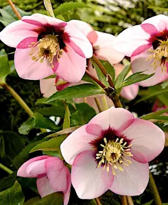 Helleborus orientalis Sugar Plum - 9cm pot