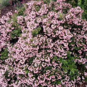 Escallonia Show Stopper Garden Shrub - Pink Flowers, Compact Size, Attracts Pollinators (20-30cm Height Including Pot)