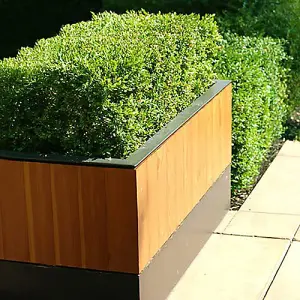 Buxus sempervirens Box Hedging pack - 9cm Pot