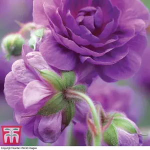 Geranium Double Plenum Violaceum 1 Bare Root