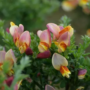 Cytisus La Coquette - Compact Yellow and Pink Blooms, Outdoor Shrub (20-30cm Height Including Pot)