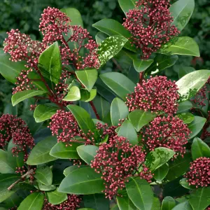 Skimmia Japonica 'Rubella' in 9cm Pot - Autumn/Winter Plant - 25-35cm in Height