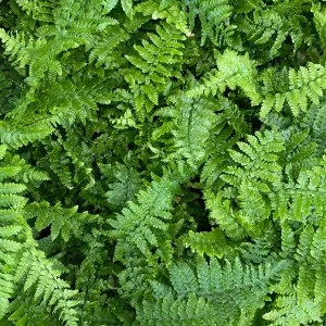 Dryopteris Crispa - Hardy Fern, Large Fronds, Part Shade, Moderate Height (30-40cm Height Including Pot)