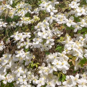 Clematis Montana Collection - Supplied as a Set of 3 Montana Clematis in 9cm Pots (Pack of 3)