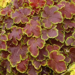 Heucherella Solar Eclipse - Dark Foliage with Bright Green Edges, Perennial Plant, Moderate Height (30-40cm Height Including Pot)