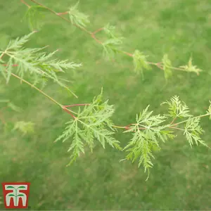 Acer Palmatum Emerald Lace 3 Litre Potted Plant x 1