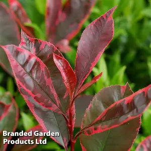 Hardy Shrub - Photinia Fraseri Louise - 3 Litre Potted  Plant x 1 - stunning foliage colours