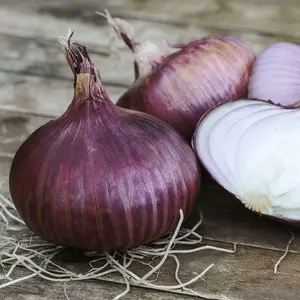 Onion Red Baron 1 Seed Packet (175 Seeds)