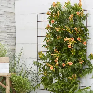 Campsis Orange Trumpet 2L 60cm Tall Hardy Climbing Plant for Gardens and Trellis