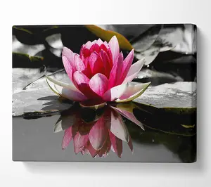 Pink Water Lily Reflections B N W Canvas Print Wall Art - Medium 20 x 32 Inches